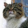 Sitrix